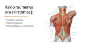 Kaklo ir nugaros raumenys, jų funkcijos 5 puslapis