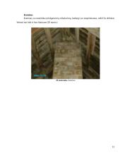 Pastatų ekspertizė 13 puslapis