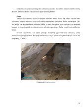 Pastatų ekspertizė 10 puslapis