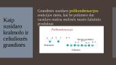 Krakmolas ir celiuliozė 5 puslapis