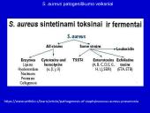 Stafilokokai ir streptokokai 13 puslapis
