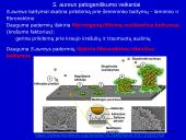 Stafilokokai ir streptokokai 14 puslapis