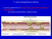 Stafilokokai ir streptokokai 16 puslapis