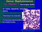Stafilokokai ir streptokokai 3 puslapis