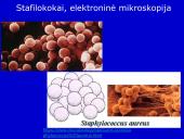Stafilokokai ir streptokokai 4 puslapis