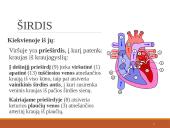 Širdies ir kraujagyslių sistema (skaidrės) 10 puslapis
