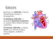 Širdies ir kraujagyslių sistema (skaidrės) 11 puslapis