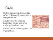 Širdies ir kraujagyslių sistema (skaidrės) 16 puslapis