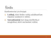 Širdies ir kraujagyslių sistema (skaidrės) 17 puslapis