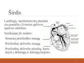 Širdies ir kraujagyslių sistema (skaidrės) 18 puslapis