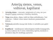 Širdies ir kraujagyslių sistema (skaidrės) 4 puslapis