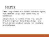 Širdies ir kraujagyslių sistema (skaidrės) 6 puslapis