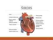 Širdies ir kraujagyslių sistema (skaidrės) 8 puslapis