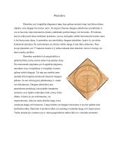 Hipatija iš Aleksandrijos 4 puslapis