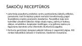 Šakočių gamyba (skaidrės) 14 puslapis