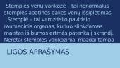 Stemplės venų mazgai