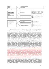 Gyvenimo tikslas, prasmė 3 puslapis