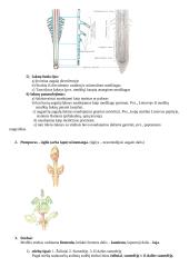 Magnolijūnai. Augalo organai 2 puslapis