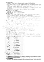 Magnolijūnai. Augalo organai 3 puslapis