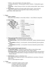 Magnolijūnai. Augalo organai 4 puslapis