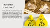 Galvijų, avių ir ožkų ženklinimas 15 puslapis
