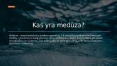 Skaidrės apie medūzas 2 puslapis
