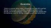 Skaidrės apie medūzas 7 puslapis