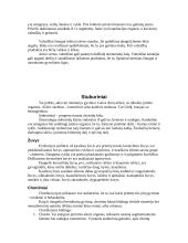 Gyvūnų rūšys ir jų tipai 6 puslapis