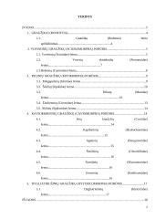 Graužikų įvairovė ir paplitimas 2 puslapis