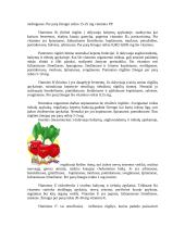 Graužk daržoves - būsi sveikas 5 puslapis