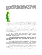 Graužk daržoves - būsi sveikas 7 puslapis