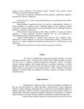 Graužk daržoves - būsi sveikas 8 puslapis