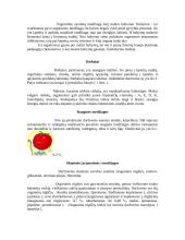 Graužk daržoves - būsi sveikas 10 puslapis