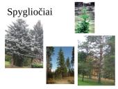 Gyvosios gamtos karalystėse telpa visa gyvybė 11 puslapis
