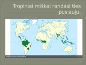 Geografinės zonos. Tropiniai miškai 2 puslapis