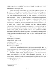 Haliucinogeniniai grybai ir pasaulėžiūra 7 puslapis