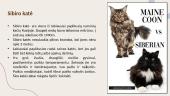 Populiariausios kačių veislės Lietuvoje 12 puslapis