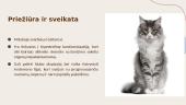 Populiariausios kačių veislės Lietuvoje 15 puslapis