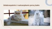 Populiariausios kačių veislės Lietuvoje 6 puslapis