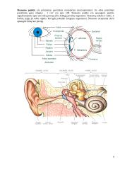 Neurofunkcinės sistemos. Jutimo organai, organa sensuum 8 puslapis