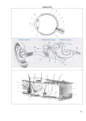 Neurofunkcinės sistemos. Jutimo organai, organa sensuum 10 puslapis