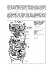 Limfinė sistema (konspektas) 2 puslapis
