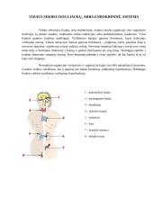 Vidaus sekrecijos liaukų, arba endokrininė, sistema 1 puslapis