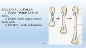 Skeleto ir jungčių sistemos 12 puslapis