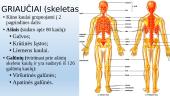 Skeleto ir jungčių sistemos 19 puslapis