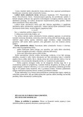 Įmonės kūrimo organizavimas 5 puslapis