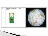 Kofeino išskyrimas 7 puslapis