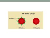 Rh izoimunizacija 2 puslapis