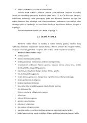 Įmonės valdymo analizė: UAB "Bikuvos" prekyba 5 puslapis