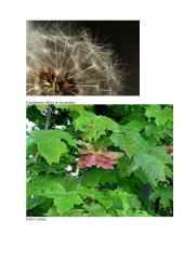 Sėklos ir vaisiaus susidarymas ir išplitimas 2 puslapis